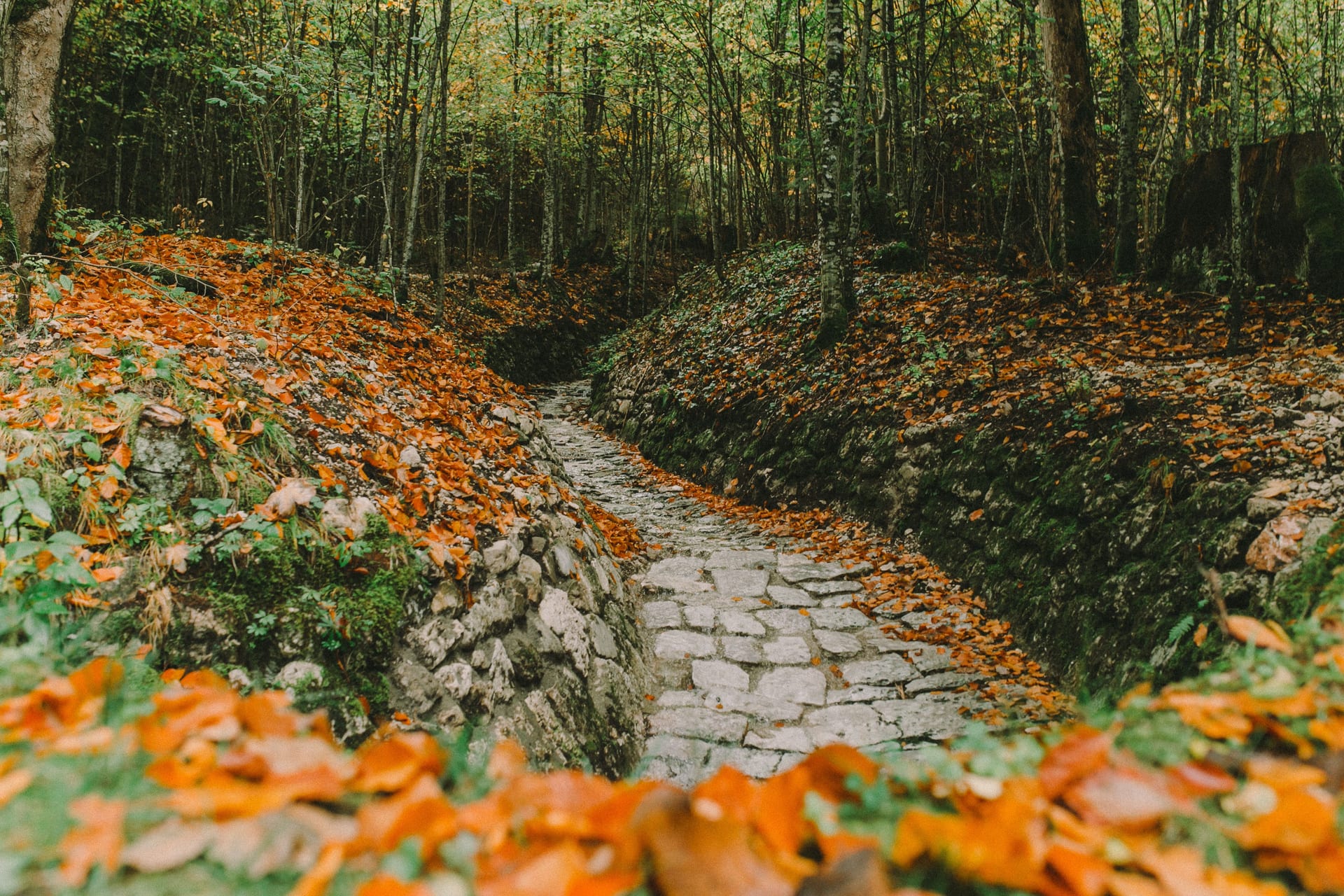 Un chemin muletier pavé qui monte dans un bois d'automne, entre des murets de pierre couverts de feuilles orange
