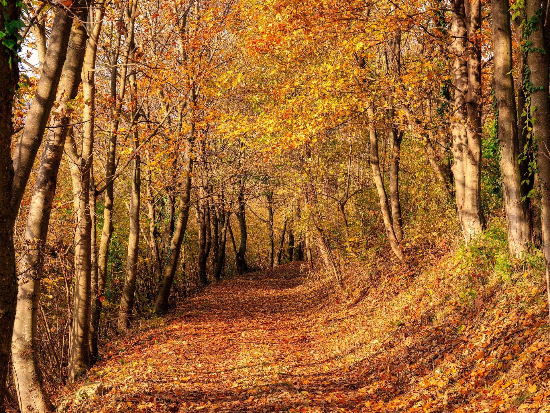 A woodland path in autumn, among trees in shades of gold