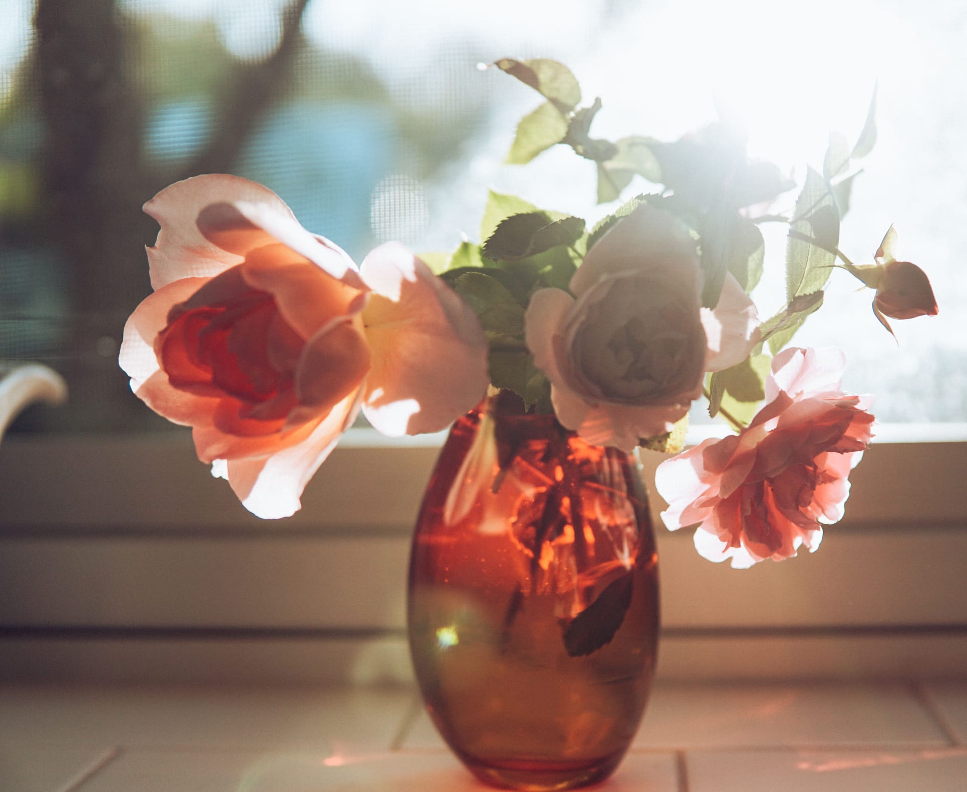 Pink and peach roses in an amber glass vase, lit by the sun near a window
