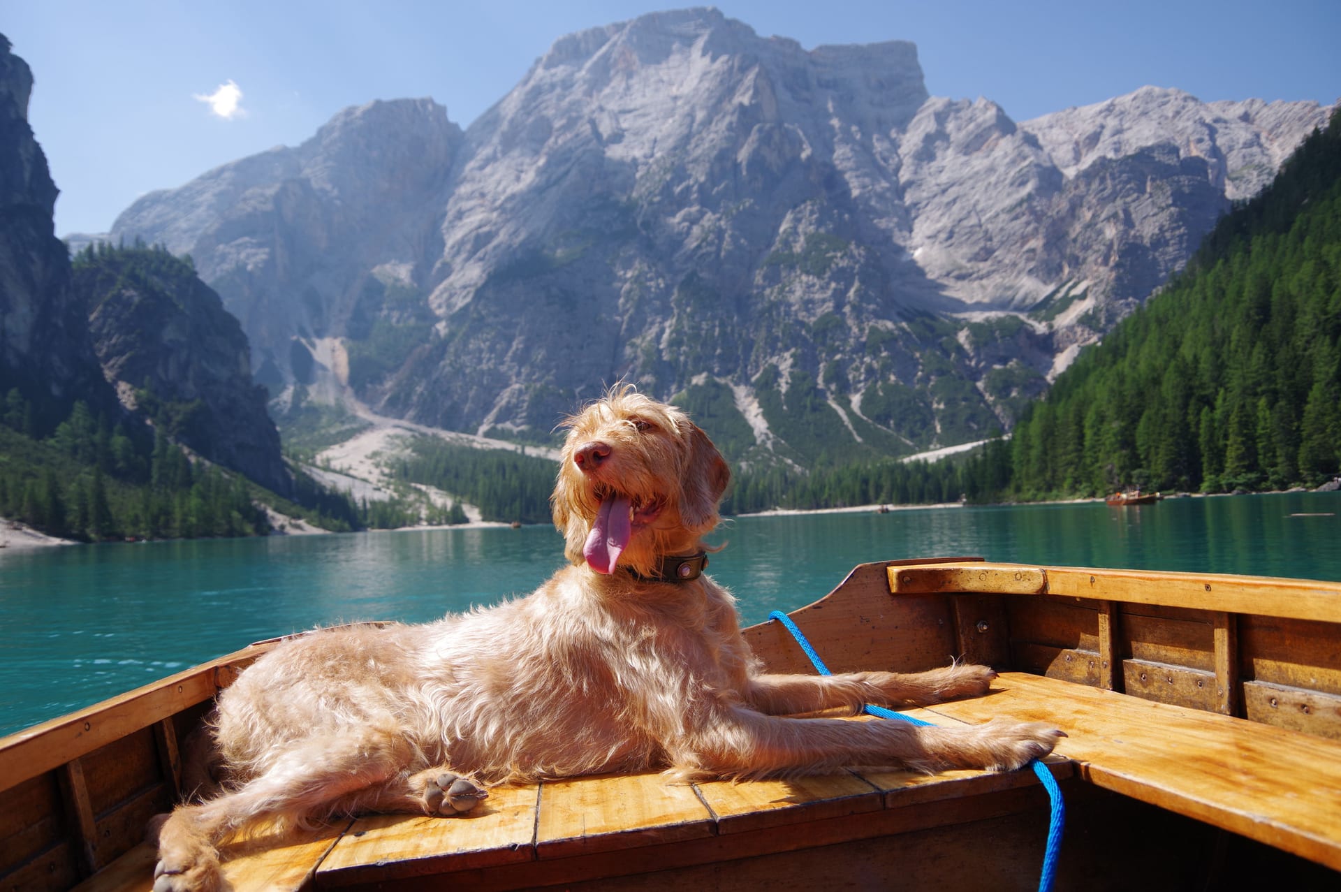 A dog on a wooden boat in front of a mountain lake